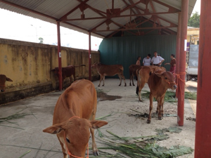 Bò giống được trao cho các hộ gia đình khó khăn có đủ điều kiện chăn nuôi bò theo chương trình 